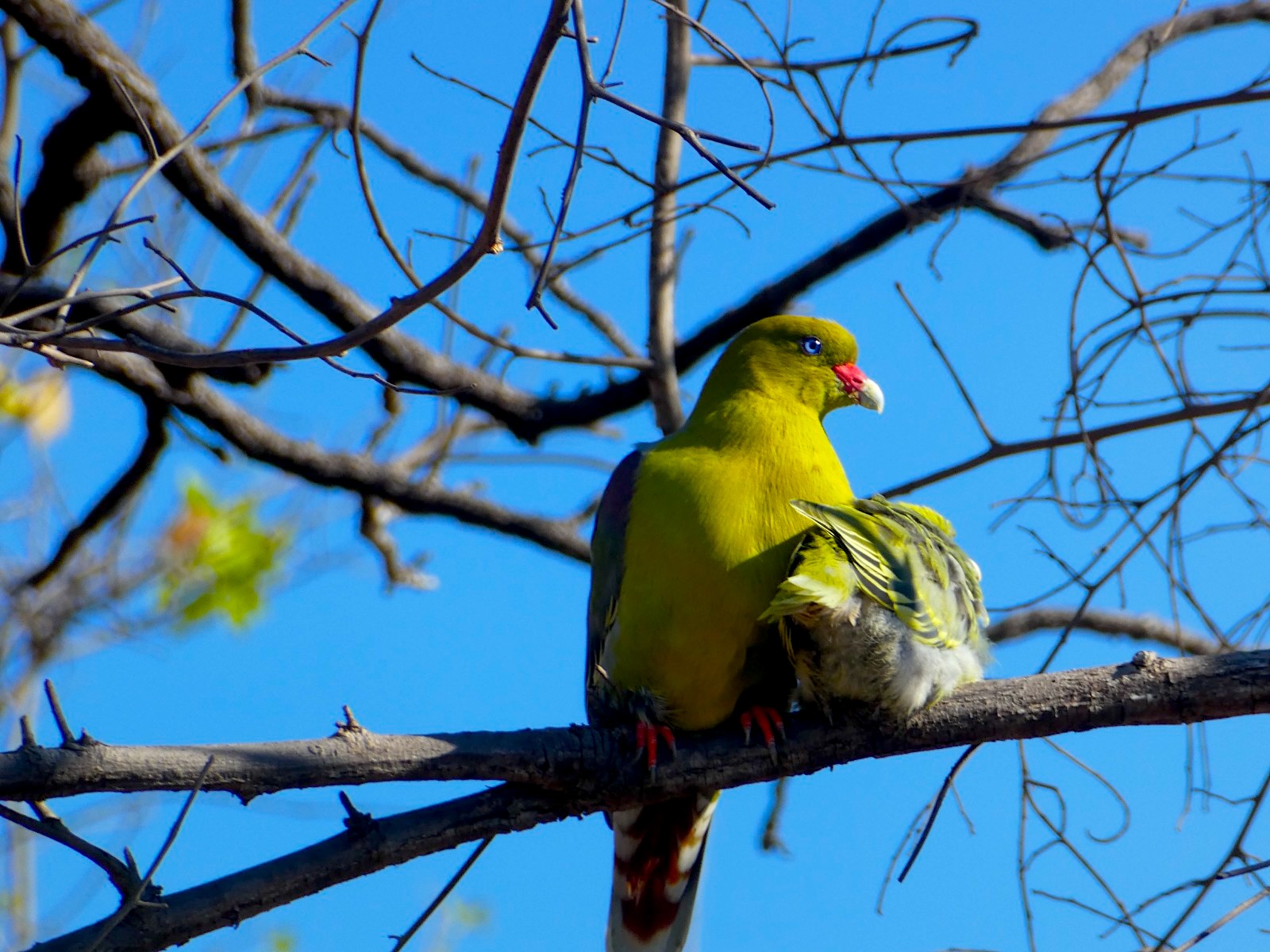 BIRDS