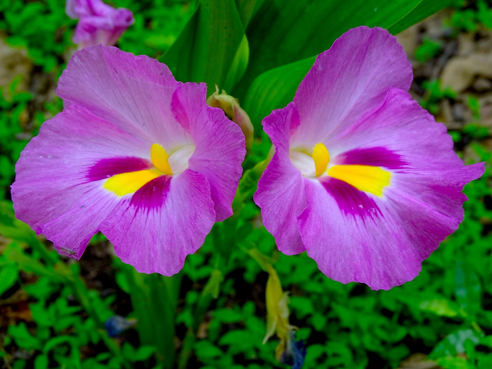 FLOWERS