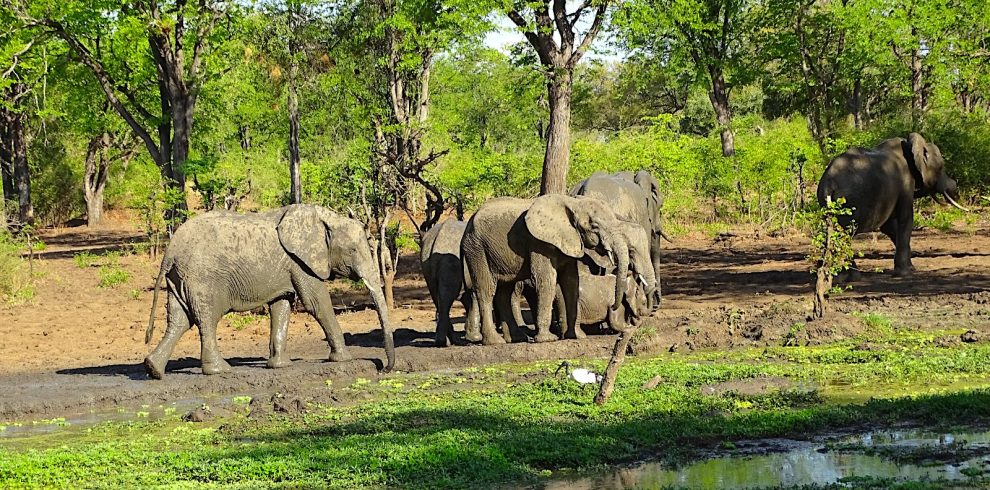 Liuwa Elephants 990x490