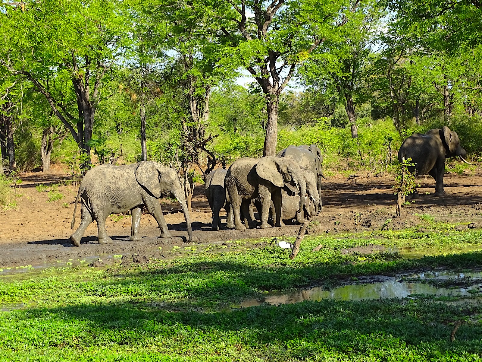 Liuwa Elephants