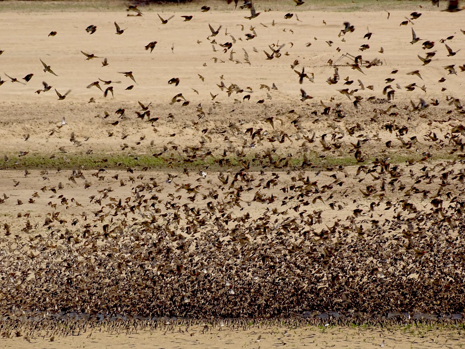 Liuwa planes birds
