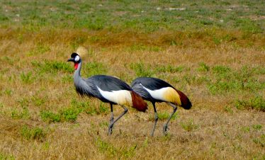 10 DAYS: Kafue and Lower Zambezi NP