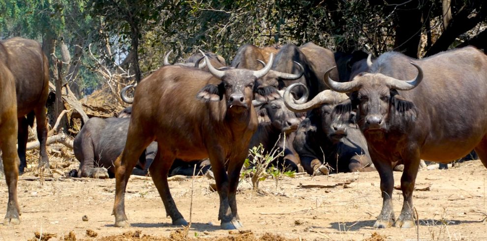 BUFFALO PACK 990x490