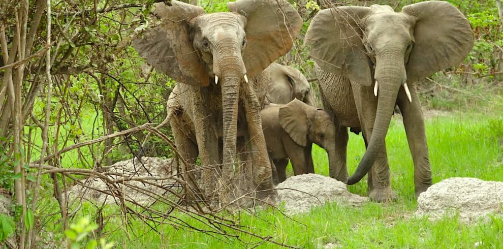 Elephants 990x490