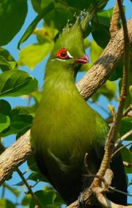 Green bird