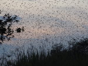 Kasanka Bats