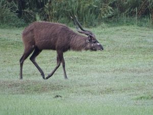 Kasanka Goat