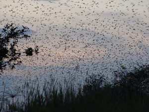 Kasanka Skyline bats