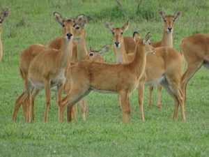 Kasanka buck