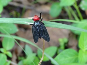 Kasanka flying object