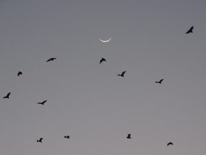 Kasanka moon Bats