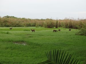 Kasanka open Field
