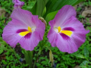 Kasanka purpple flower