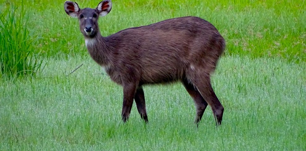 Kasanka water WILD BUCK 990x490