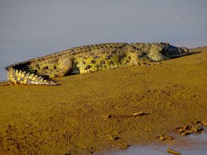 Lower Zambezi Croc