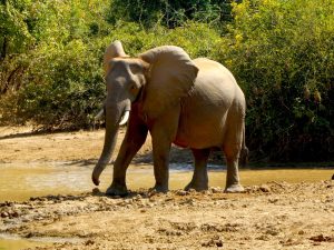 ONE ELEPHANT