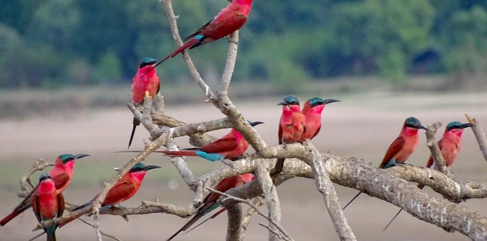 Sout Luangwa Beeeaters 990x490