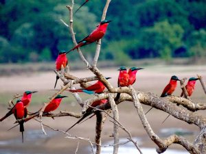 South Luangwa - Bee eaters