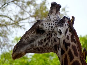 South Luangwa - Giraffe head