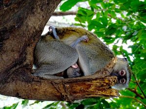 South Luangwa - Monkey