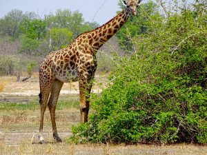 South Luangwa and Nsefu - Giraffe