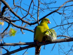 BIRDS