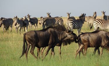 14 DAYS: Liuwa Plain NP