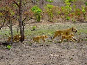 Kafue2