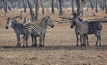 21 DAYS: MFUWE(South Luangwa)/Kafue NP
