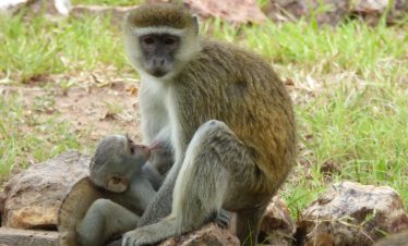14 DAYS: Kafue and Lower Zambezi NP