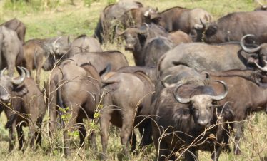 7 DAYS: Zambia / Malawi